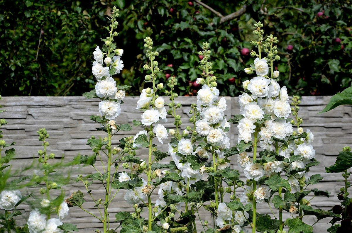 50 SUMMER CARNIVAL HOLLYHOCK Double Mixed Colors Red Pink White Yellow Peach Alcea Rosea Flower Seeds