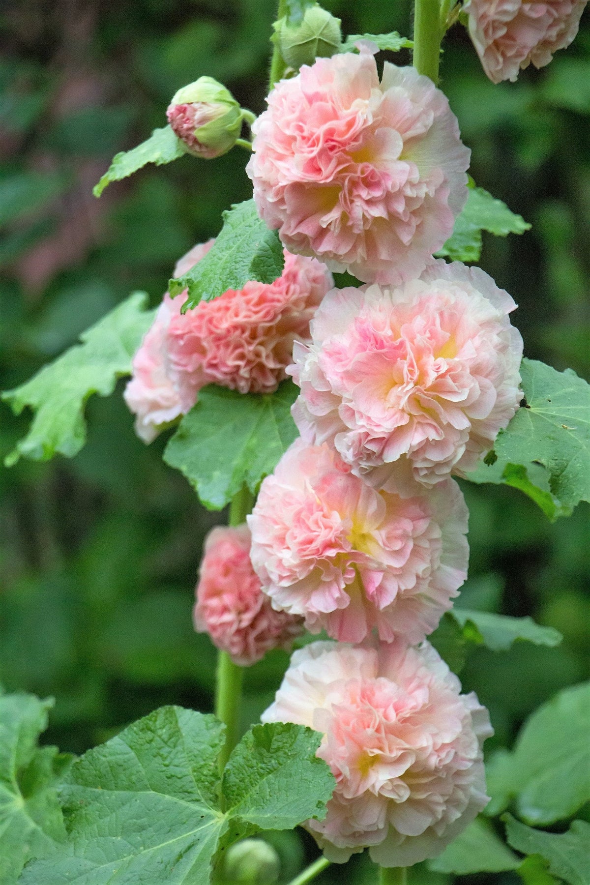 50 SUMMER CARNIVAL HOLLYHOCK Double Mixed Colors Red Pink White Yellow Peach Alcea Rosea Flower Seeds