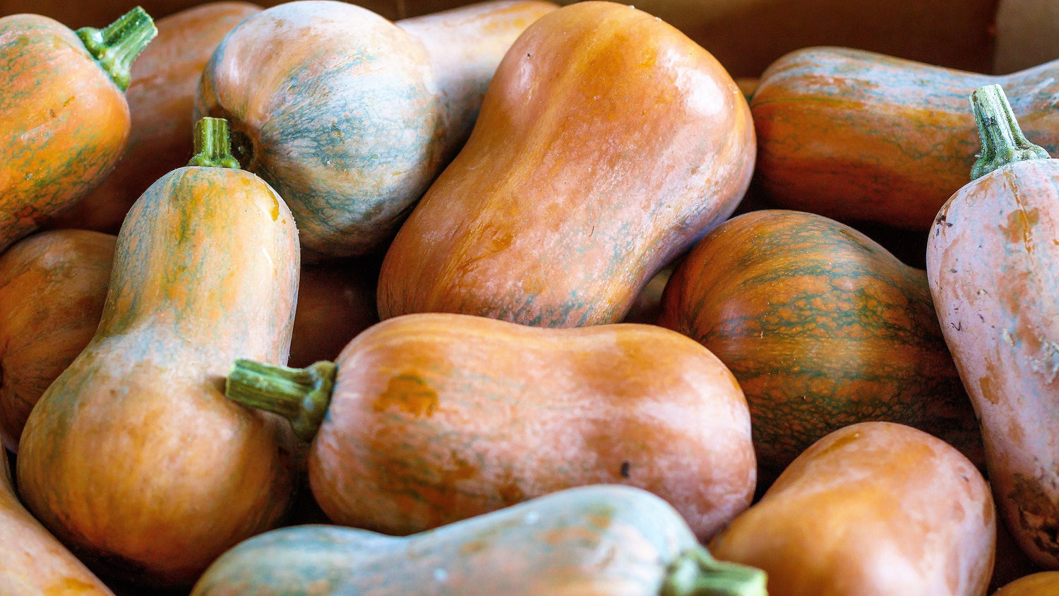 25 Calabazas de miel orgánicas, también conocidas como calabazas butternut, Cucurbita moschata dulce, ranúnculo bebé, piel bronceada, pulpa anaranjada, semillas