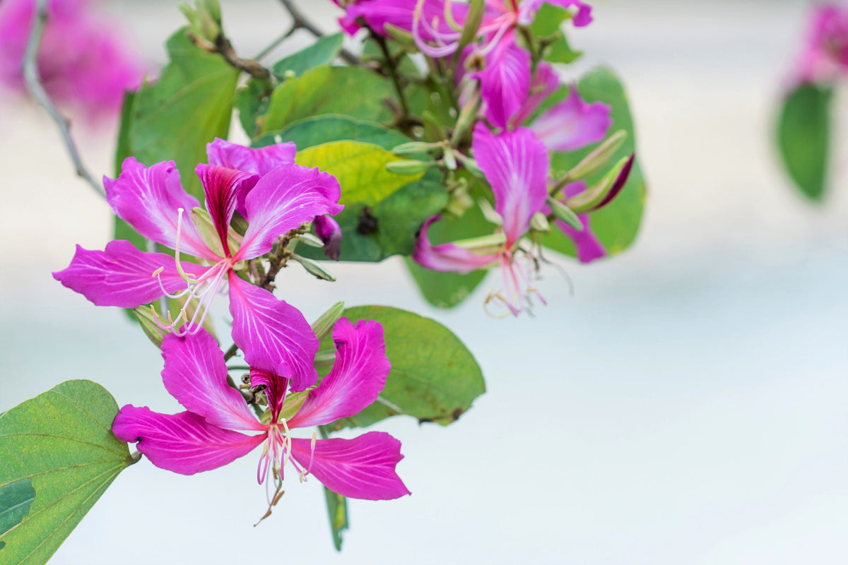10 PURPLE ORCHID TREE Bauhinia Purpurea Camel's Foot Butterfly Flower Tree Hummingbird Seeds