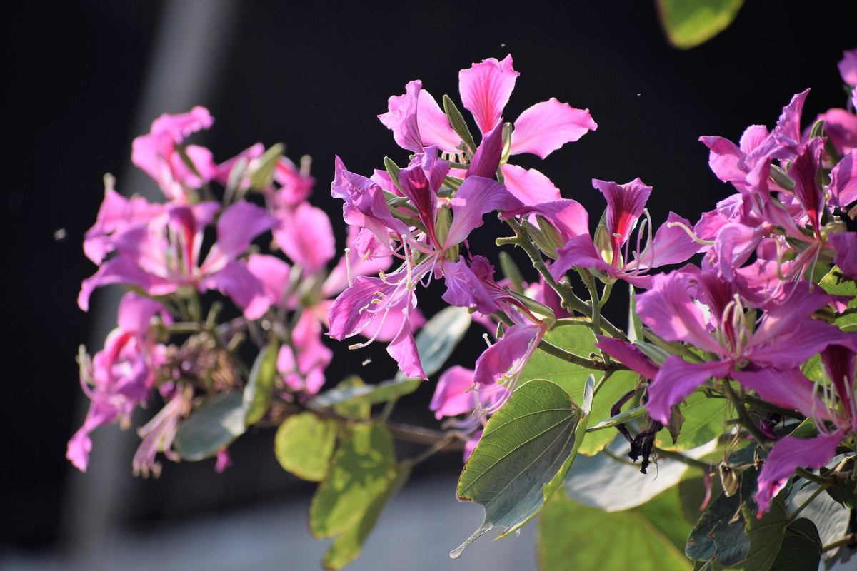 10 PURPLE ORCHID TREE Bauhinia Purpurea Camel's Foot Butterfly Flower Tree Hummingbird Seeds