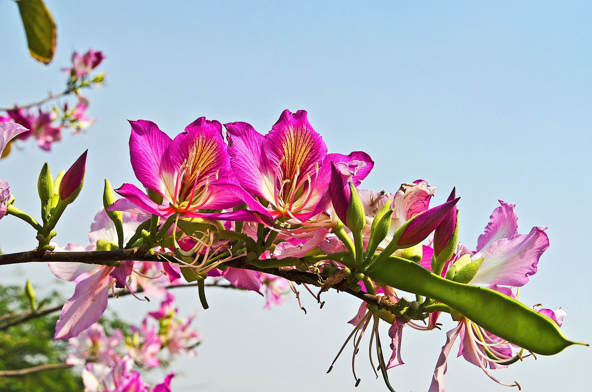 10 PURPLE ORCHID TREE Bauhinia Purpurea Camel's Foot Butterfly Flower Tree Hummingbird Seeds