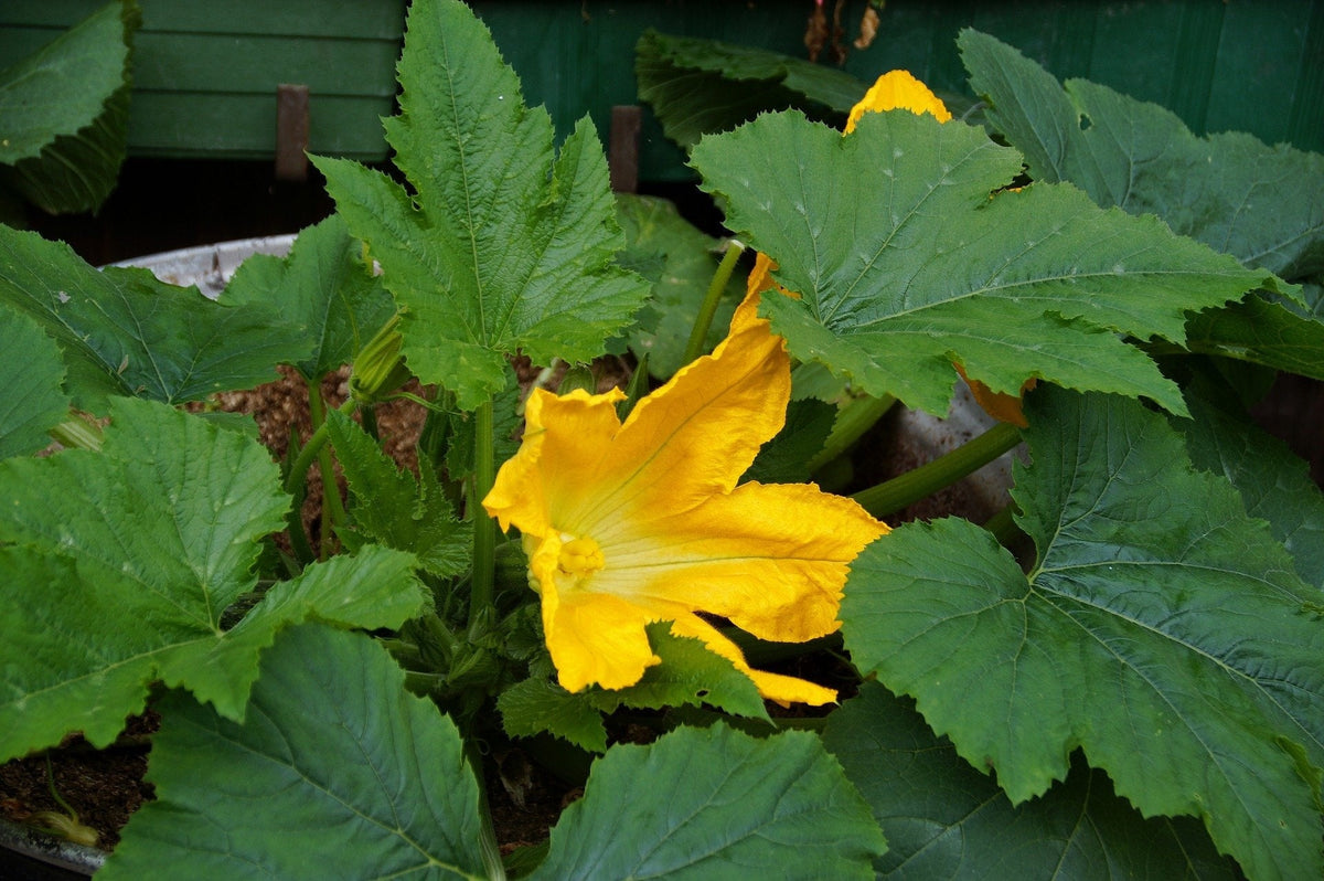 50 Calabacines Dorados Calabaza Heirloom de Verano Cucurbita Pepo Semillas de Hortalizas Amarillas