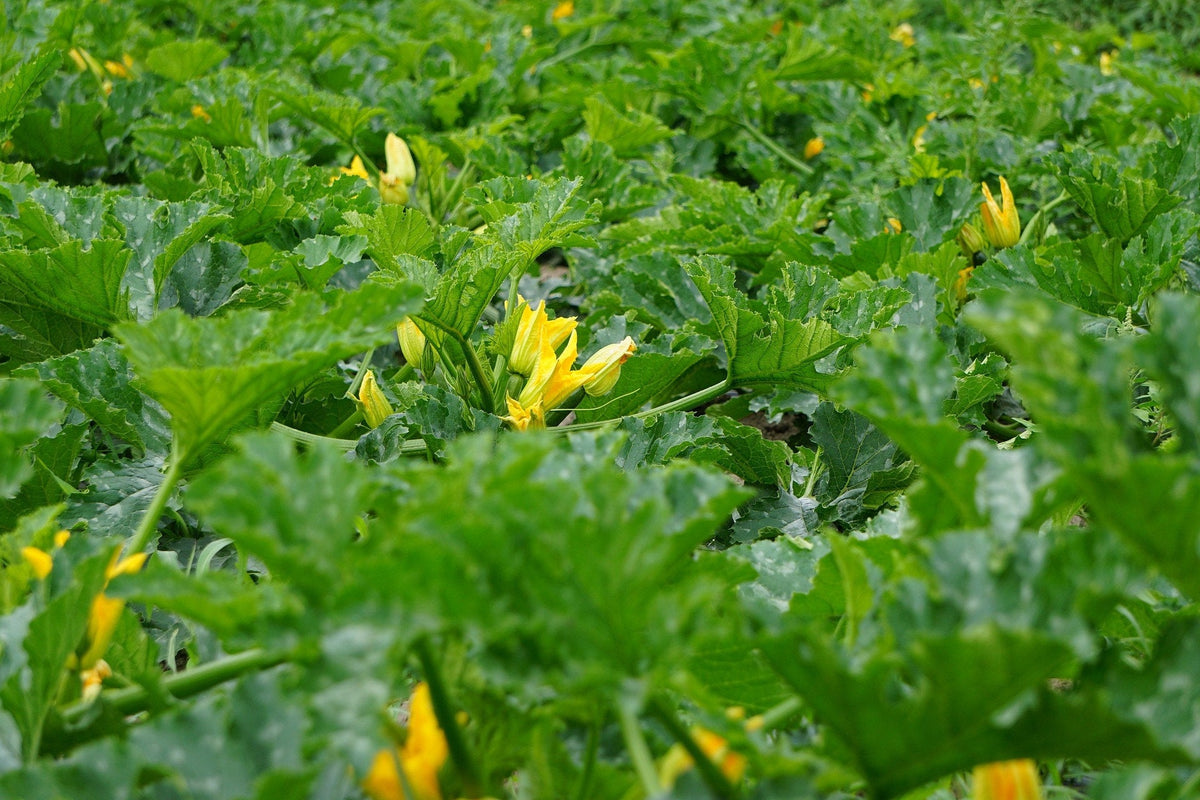 50 Calabacines Dorados Calabaza Heirloom de Verano Cucurbita Pepo Semillas de Hortalizas Amarillas