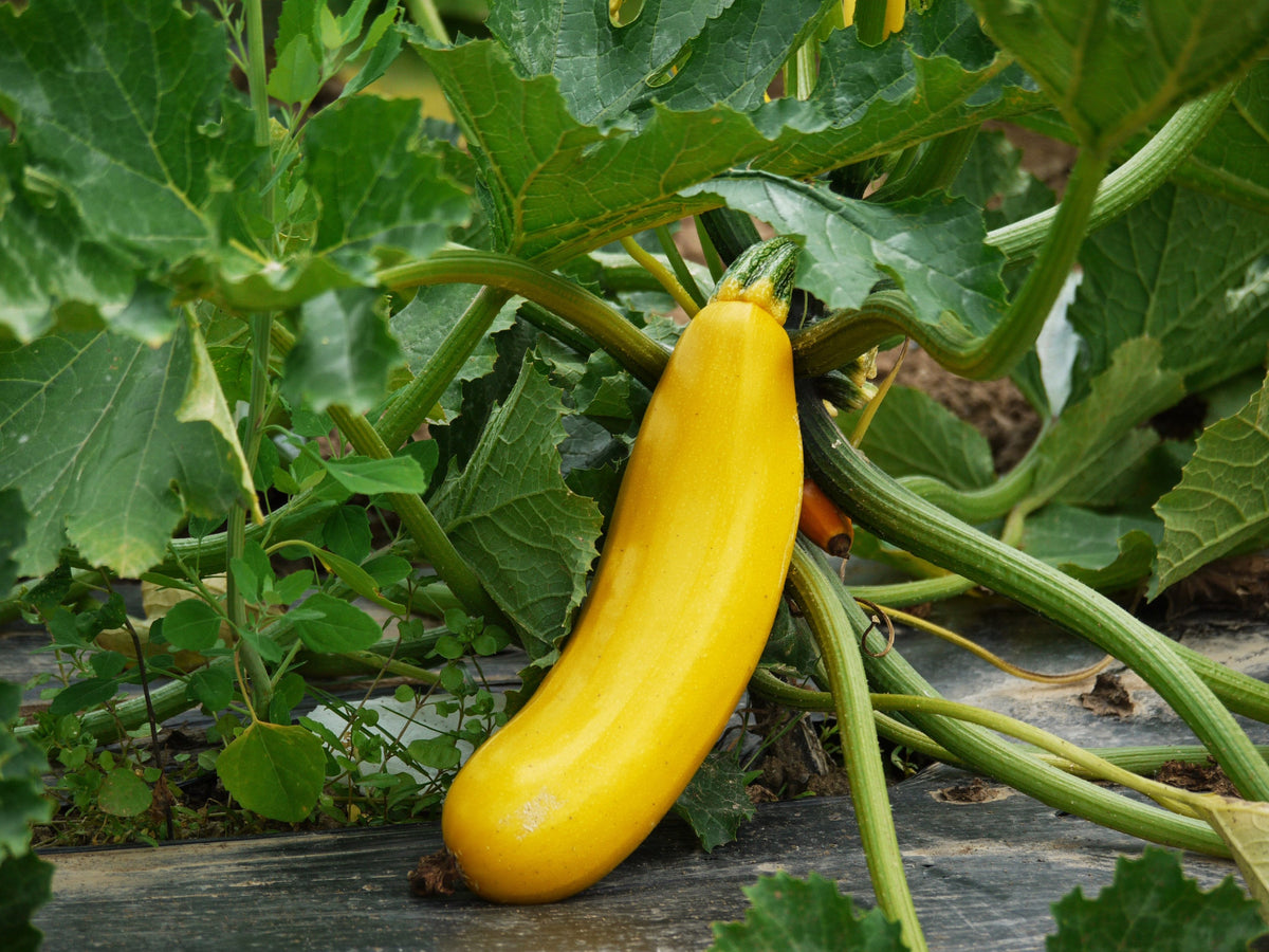 50 Calabacines Dorados Calabaza Heirloom de Verano Cucurbita Pepo Semillas de Hortalizas Amarillas