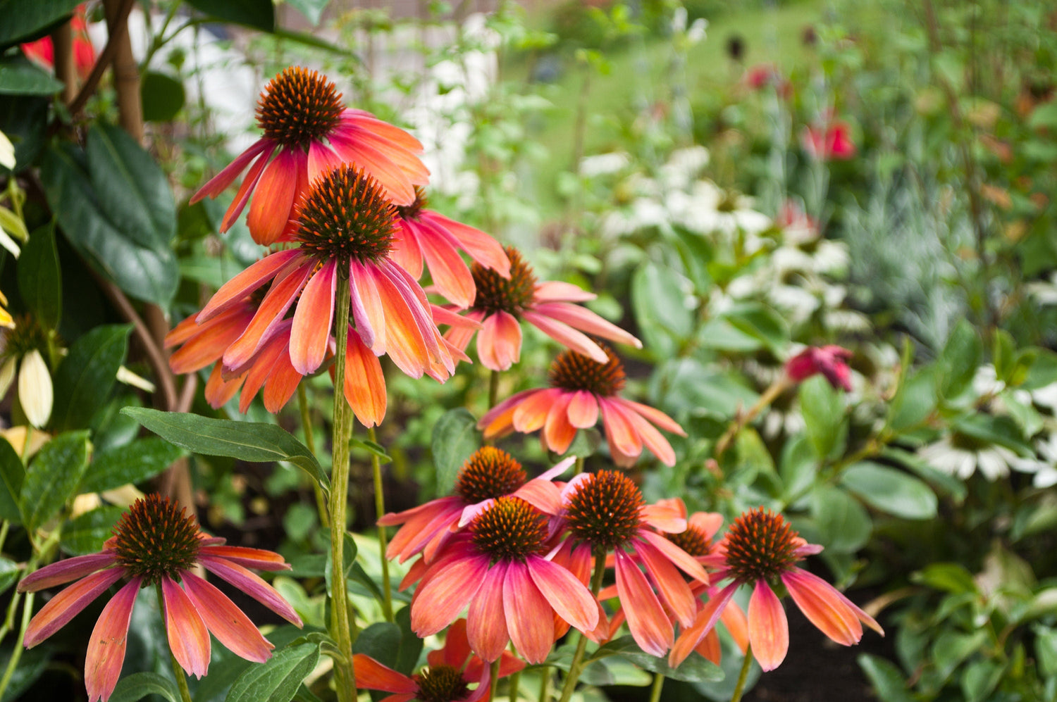 25 CHEYENNE SPIRIT CONEFLOWER Equinácea Naranja Rojo Amarillo Púrpura Rosa Blanco Semillas de flores de hierba