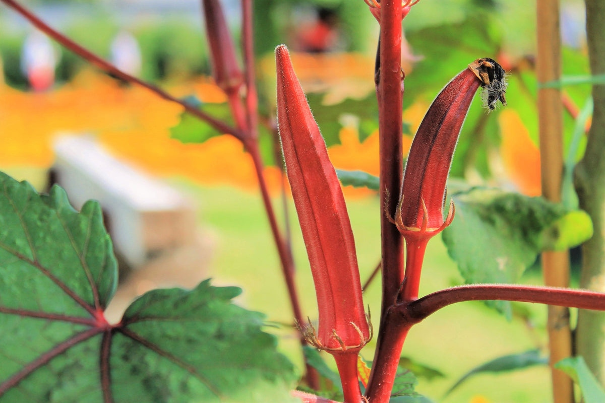 50 JING ORANGE OKRA Abelmoschus Esculentus Semillas de hortalizas de color naranja y amarillo con flores rojas