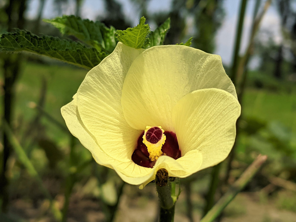 50 JING ORANGE OKRA Abelmoschus Esculentus Semillas de hortalizas de color naranja y amarillo con flores rojas