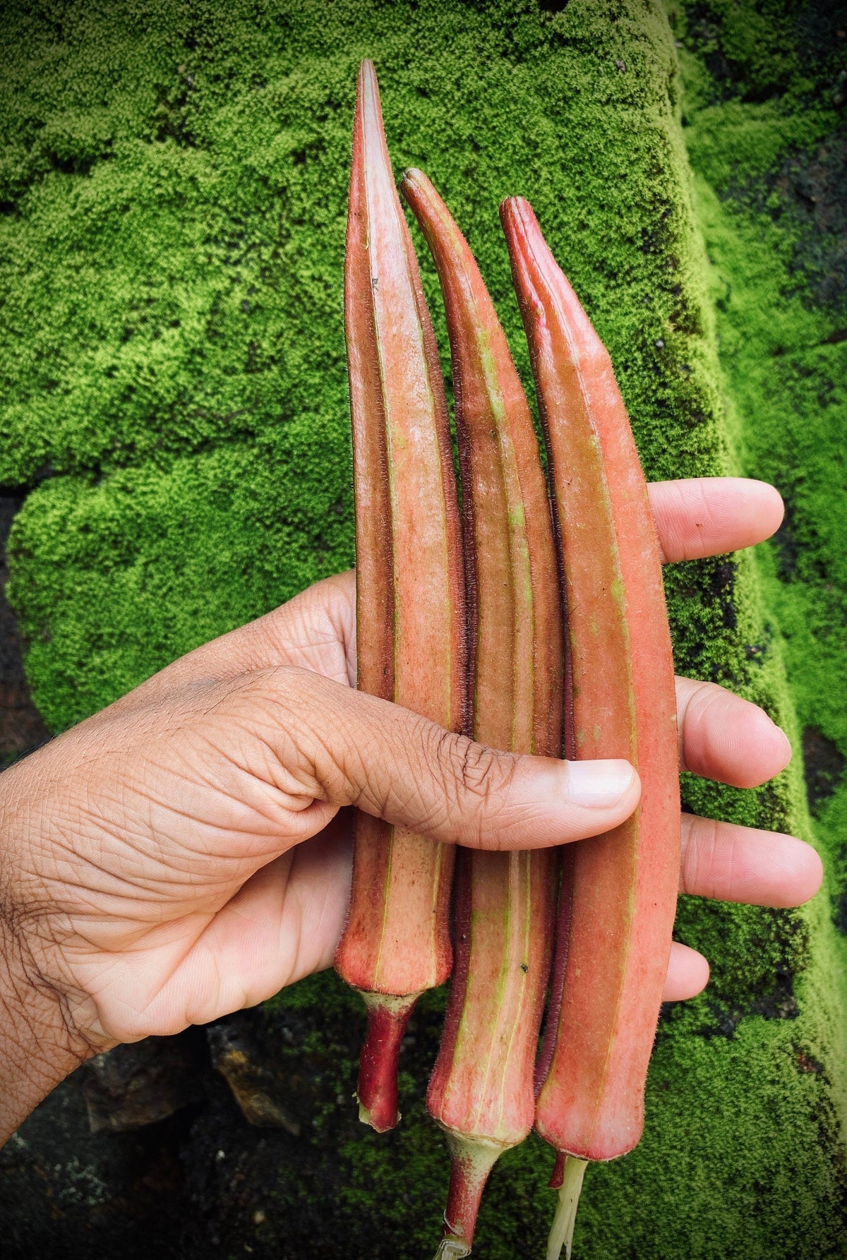 50 JING ORANGE OKRA Abelmoschus Esculentus Semillas de hortalizas de color naranja y amarillo con flores rojas