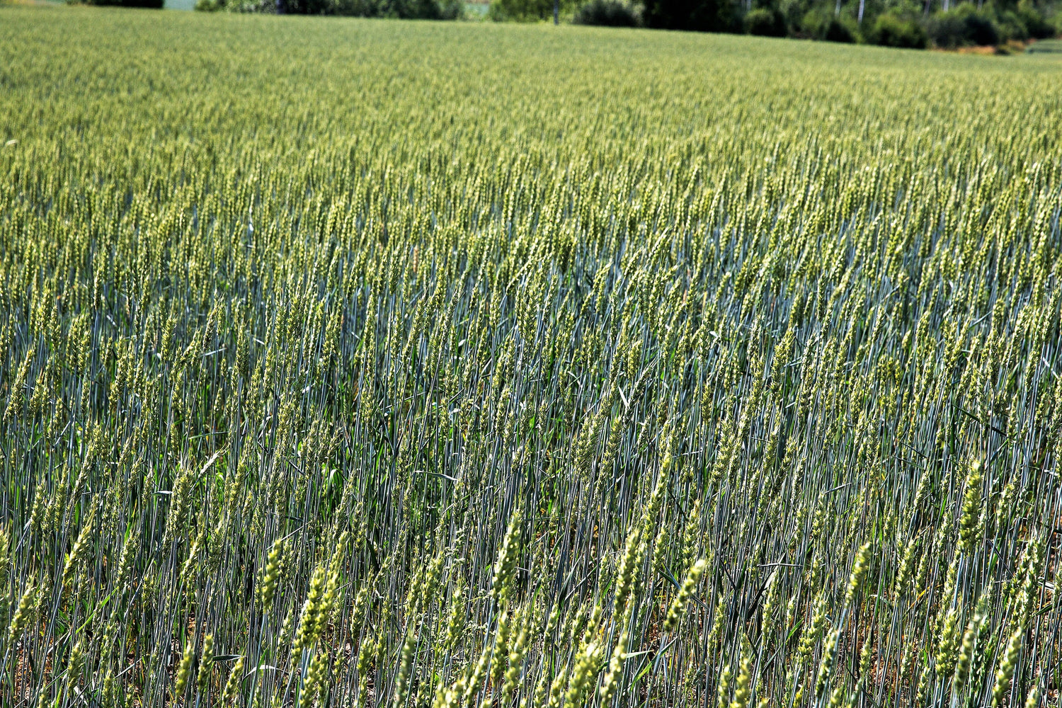 350 AROOSTOOK RYE Secale Cereale Cereal Grain Semillas de cultivo de cobertura de invierno resistentes