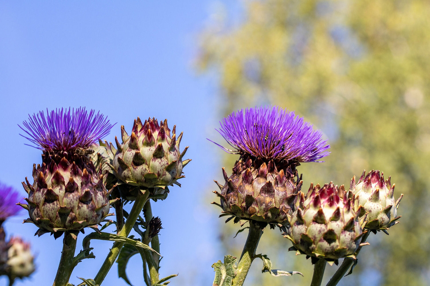 25 semillas de cardo Cynara Cardunculus, también conocido como cardo de alcachofa, semillas de hortalizas comestibles perennes