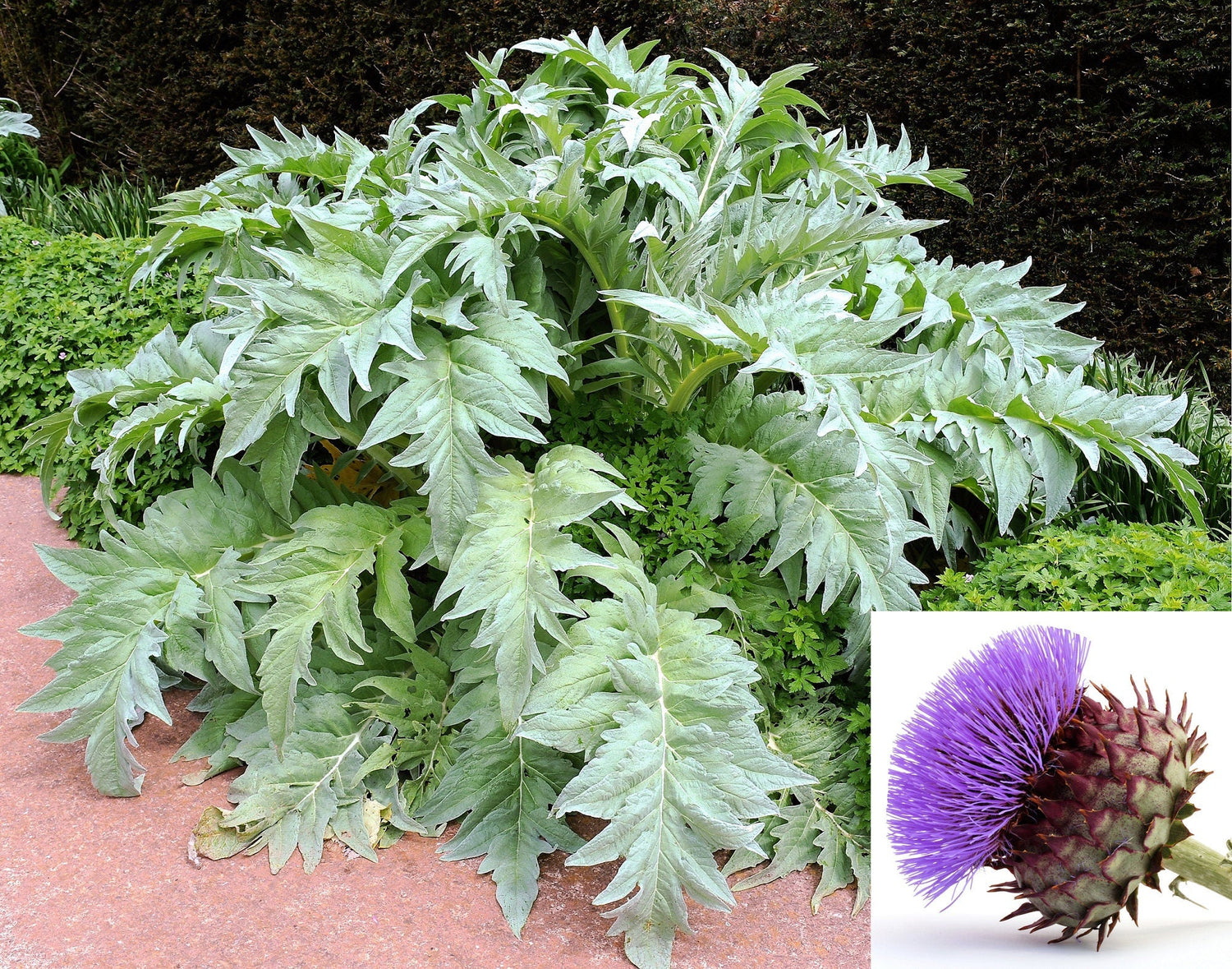 25 semillas de cardo Cynara Cardunculus, también conocido como cardo de alcachofa, semillas de hortalizas comestibles perennes