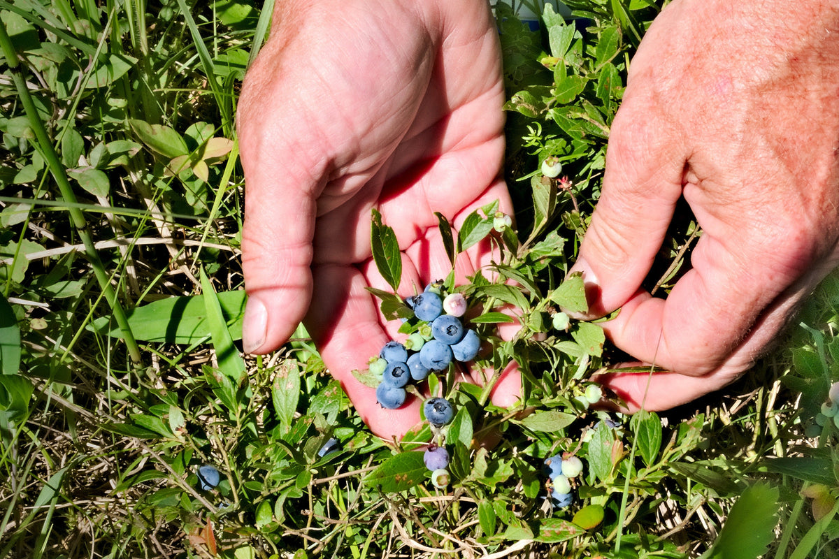 50 LOWBUSH BLUEBERRY Vaccinium Angustifolium Blue Berry Fruit Dwarf Shrub Seeds