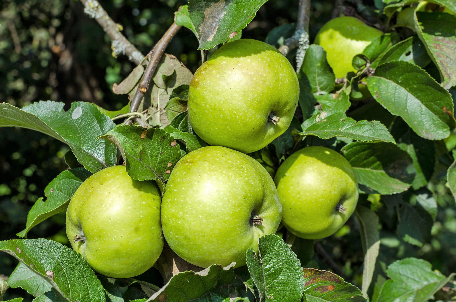 25 MANZANO ANTONOVKA Malus Pumila var. Antonovka Fruto amarillo verde Flor rosa blanca Semillas