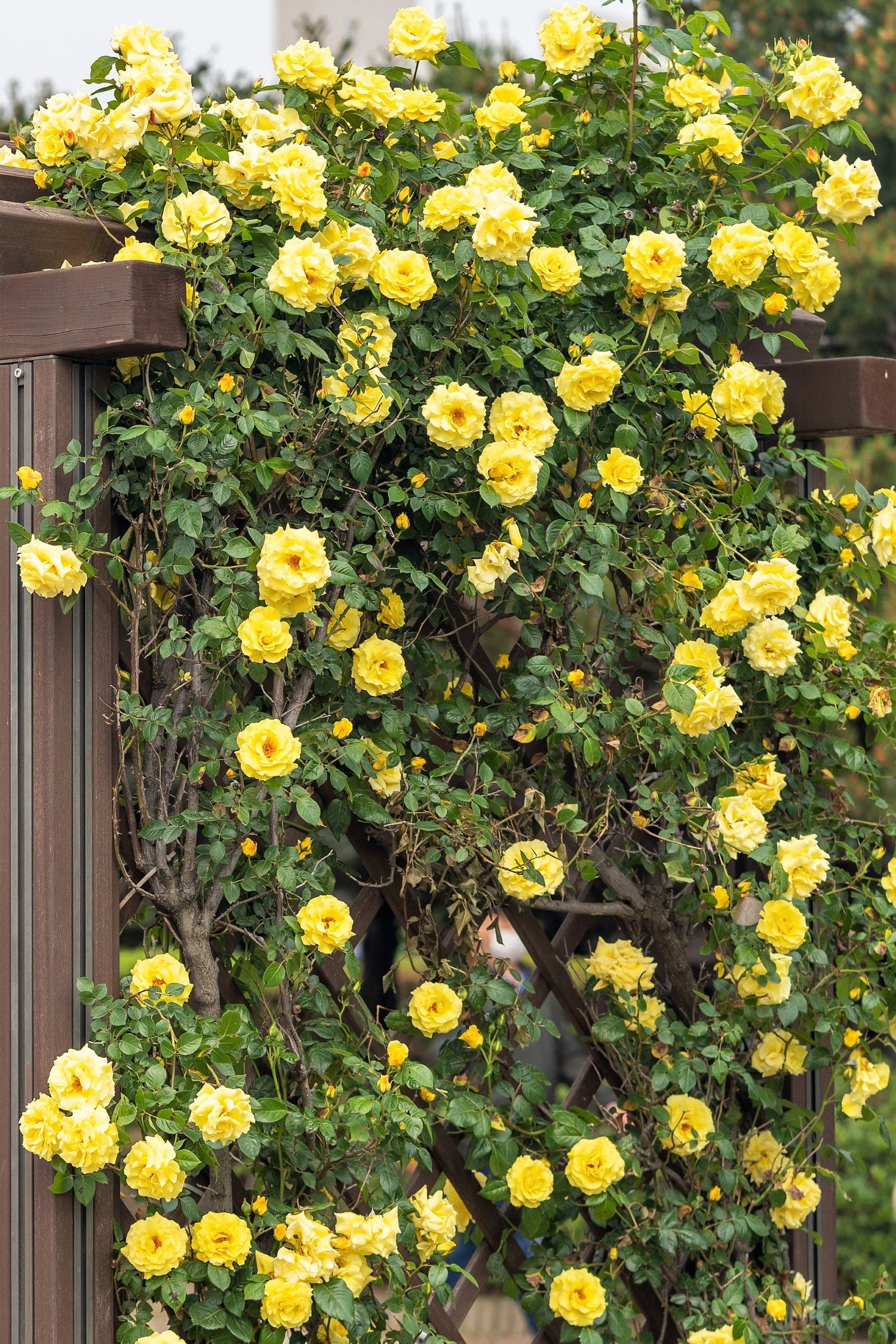 5 semillas de rosal trepador amarillo, arbusto de rosa, trepador, flor de mariposa fragante