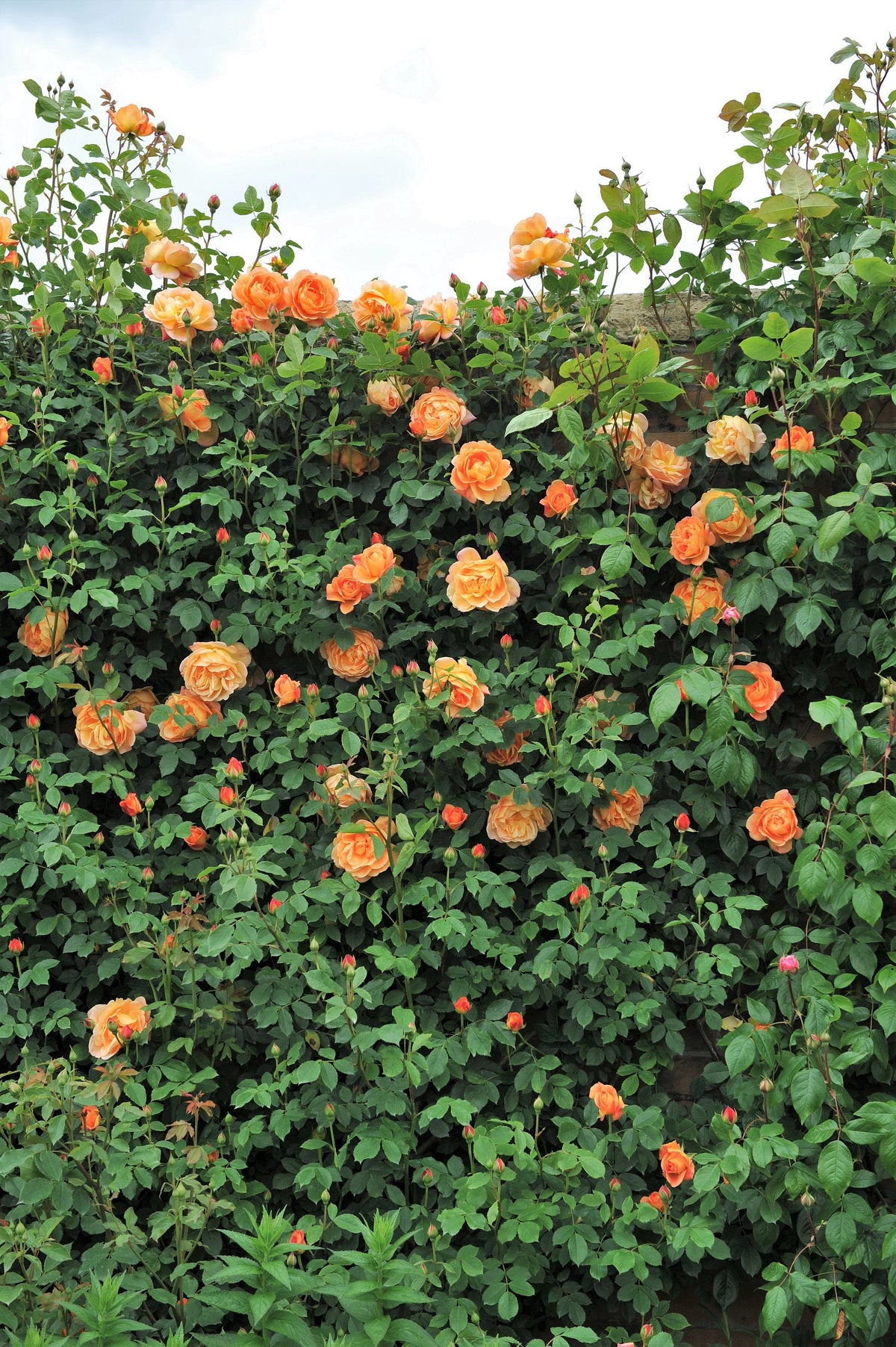 5 semillas de rosal trepador naranja, arbusto de rosa trepador, flor de mariposa fragante
