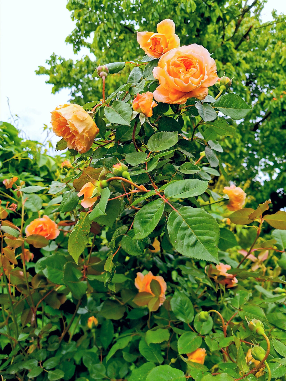 5 semillas de rosal trepador naranja, arbusto de rosa trepador, flor de mariposa fragante