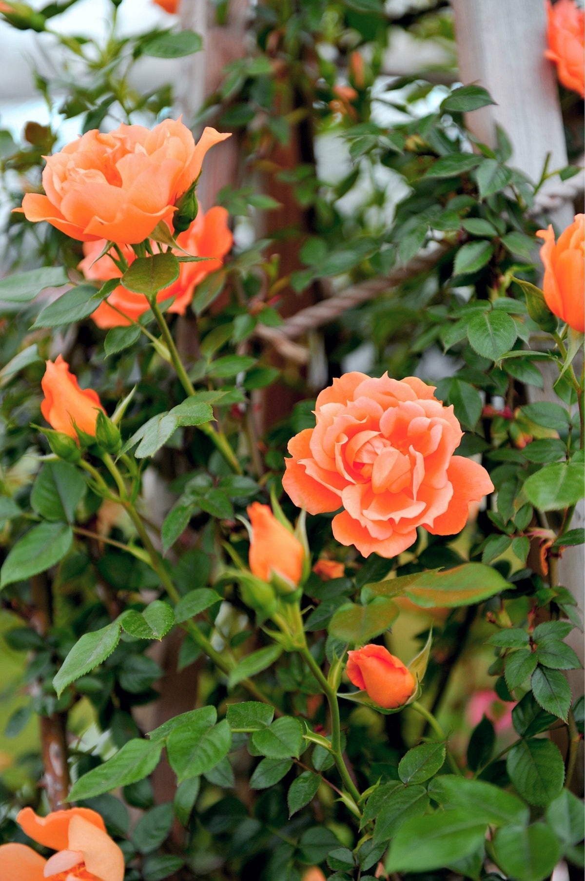 5 semillas de rosal trepador naranja, arbusto de rosa trepador, flor de mariposa fragante