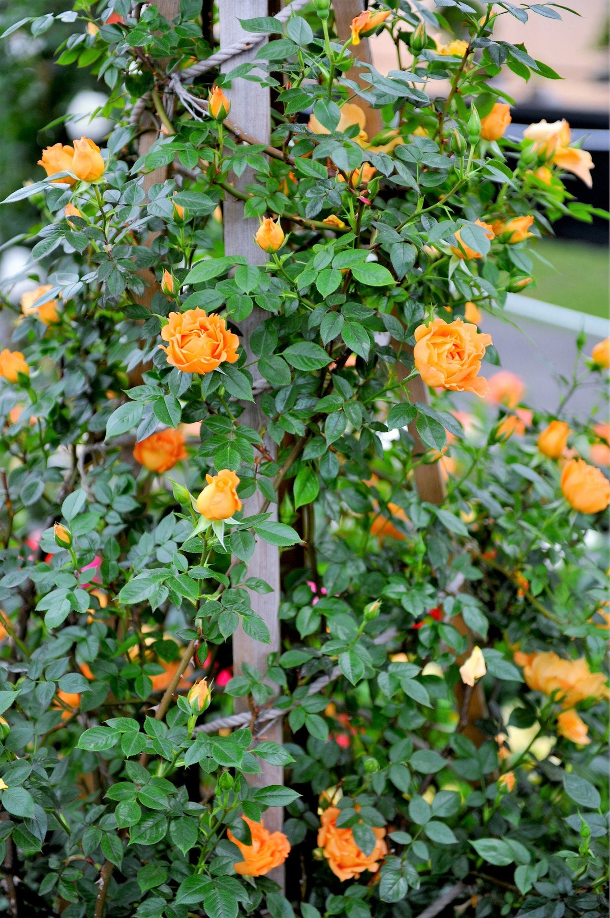 5 semillas de rosal trepador naranja, arbusto de rosa trepador, flor de mariposa fragante