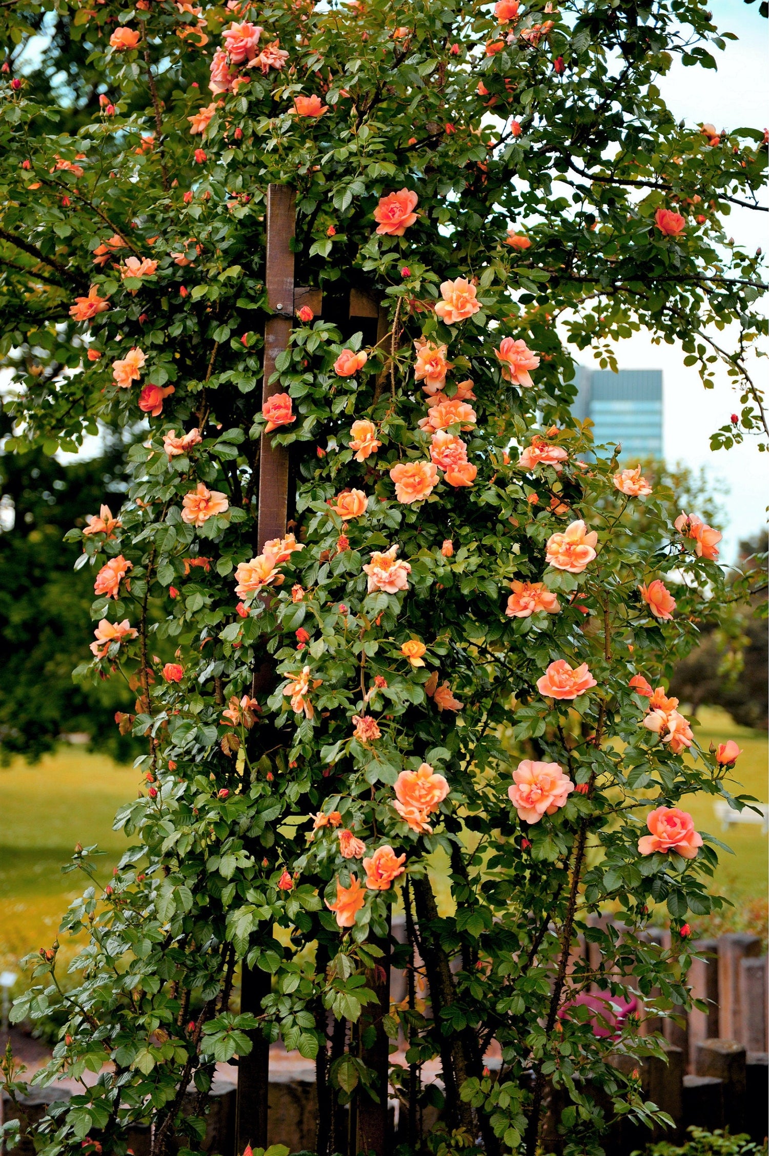 5 semillas de rosal trepador naranja, arbusto de rosa trepador, flor de mariposa fragante