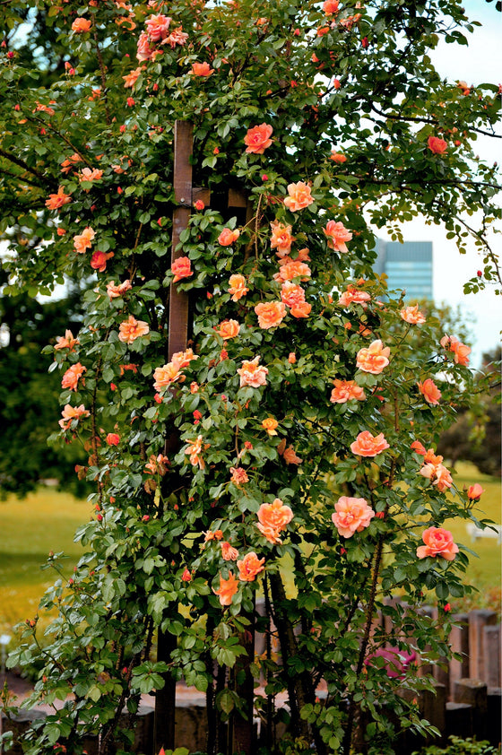 5 semillas de rosal trepador naranja, arbusto de rosa trepador, flor de mariposa fragante