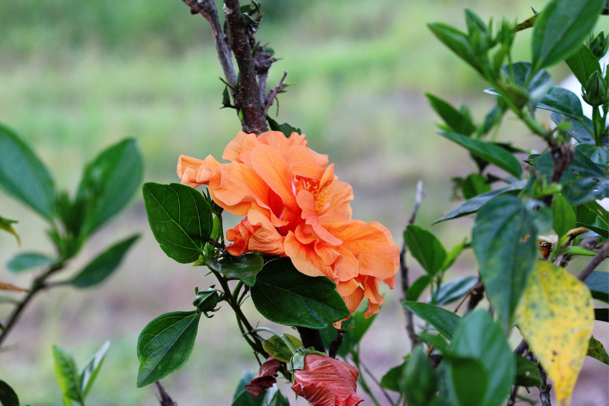 5 semillas de rosal trepador naranja, arbusto de rosa trepador, flor de mariposa fragante