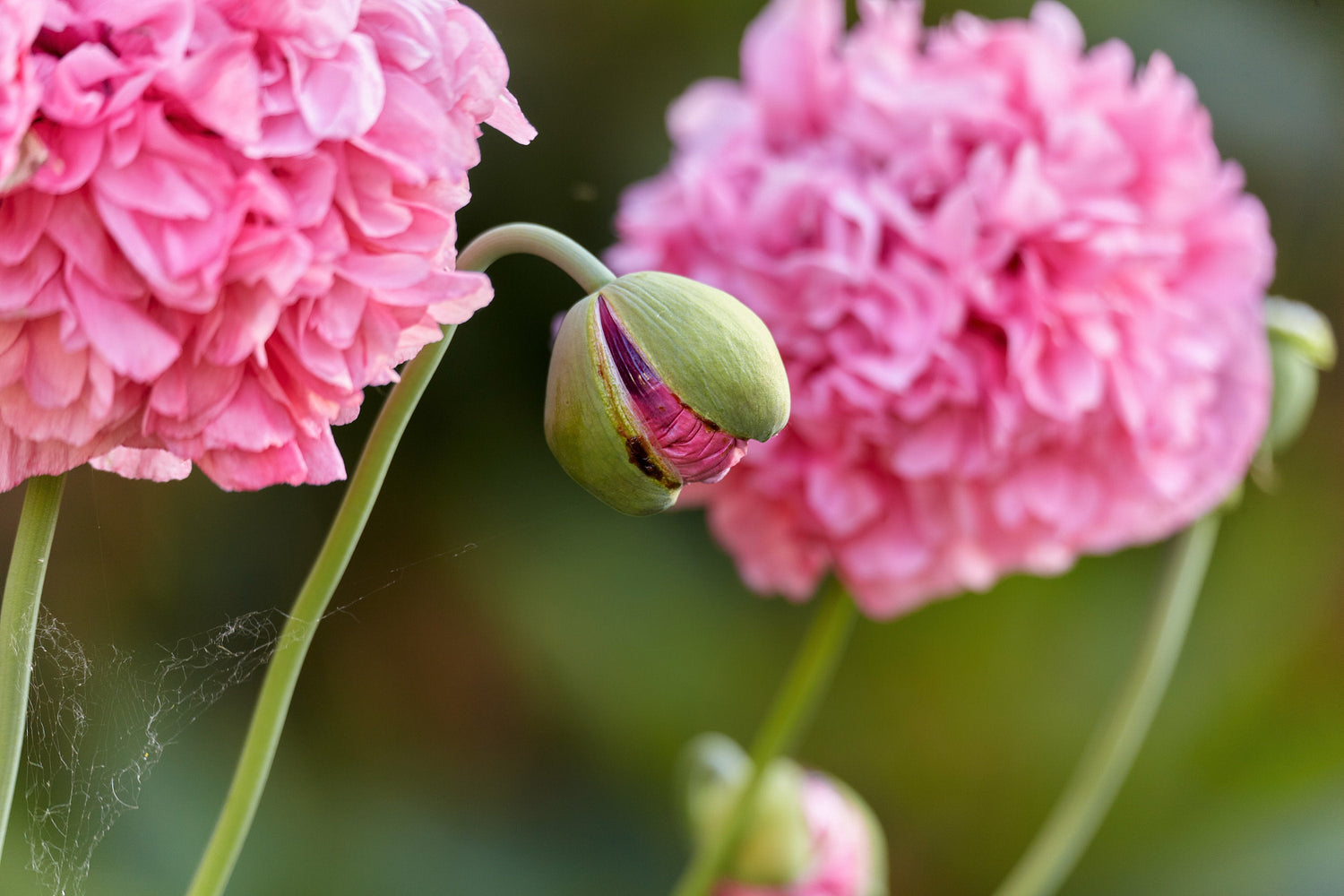 300 semillas orgánicas de flor de amapola rosa peonía (Papaver peoniflorum)