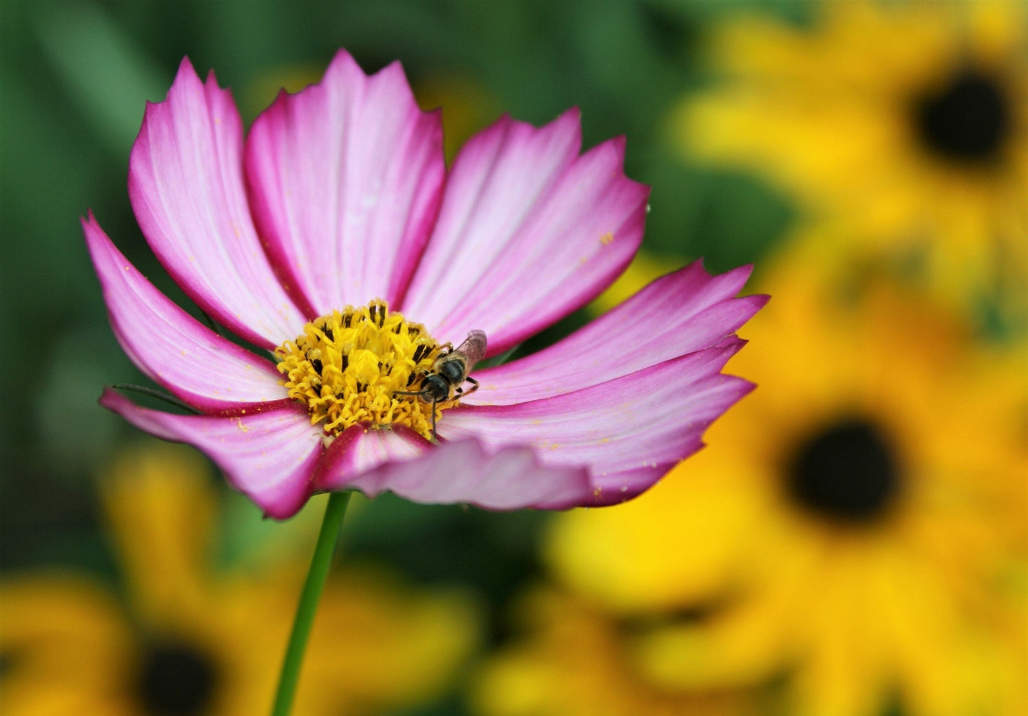 300 semillas de flores de rápido crecimiento PICOTEE COSMOS Bipinnatus de dos tonos blanco, rosa y magenta