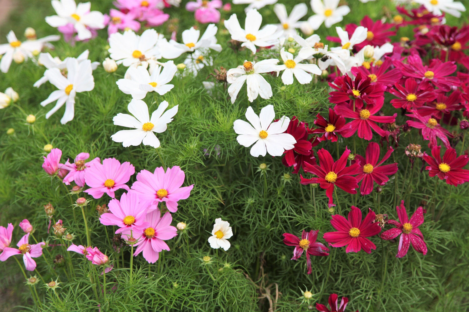 300 semillas de flores de rápido crecimiento de DWARF COSMOS Bipinnatus, de colores variados, rojas, rosas y blancas.