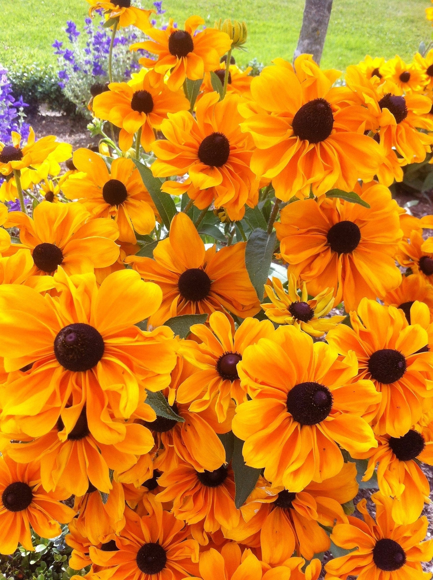 250 semillas de flores de margarita Gloriosa de Rudbeckia Mermelada Enana Hirta Naranja Dorada Susan de Ojos Negros