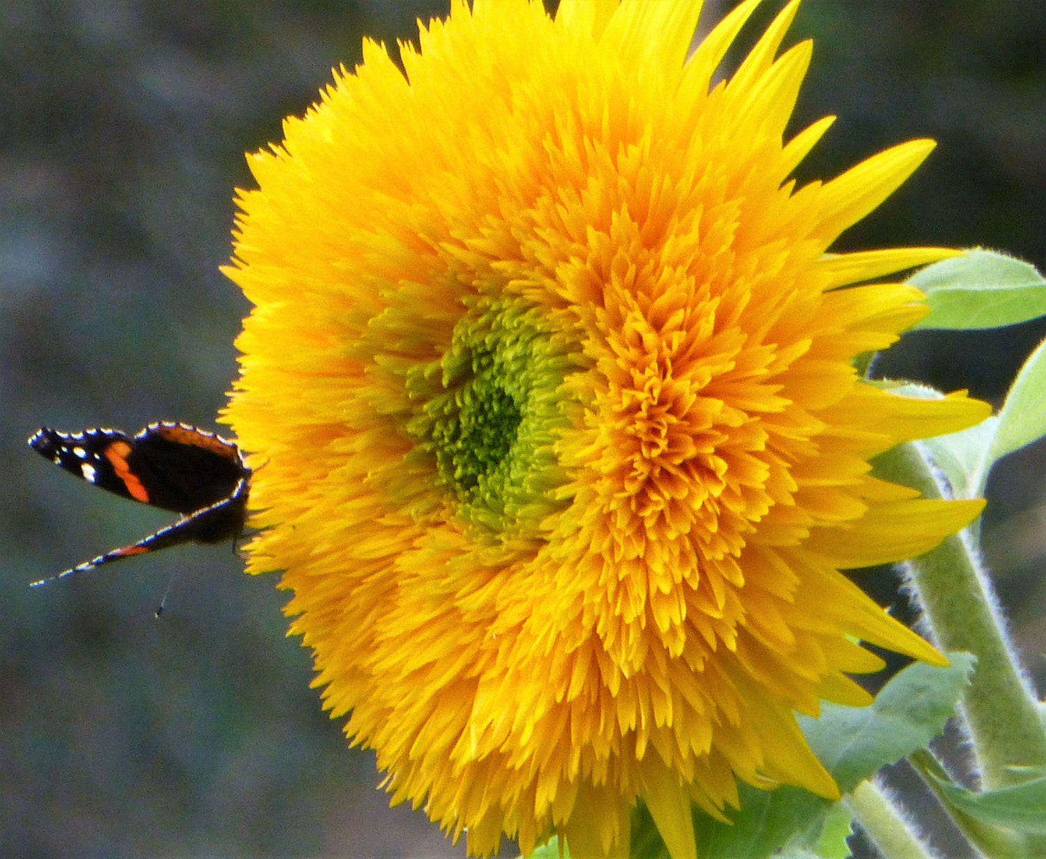 100 semillas de girasol doble enano Sungold Helianthus Annuus, tipo oso de peluche amarillo