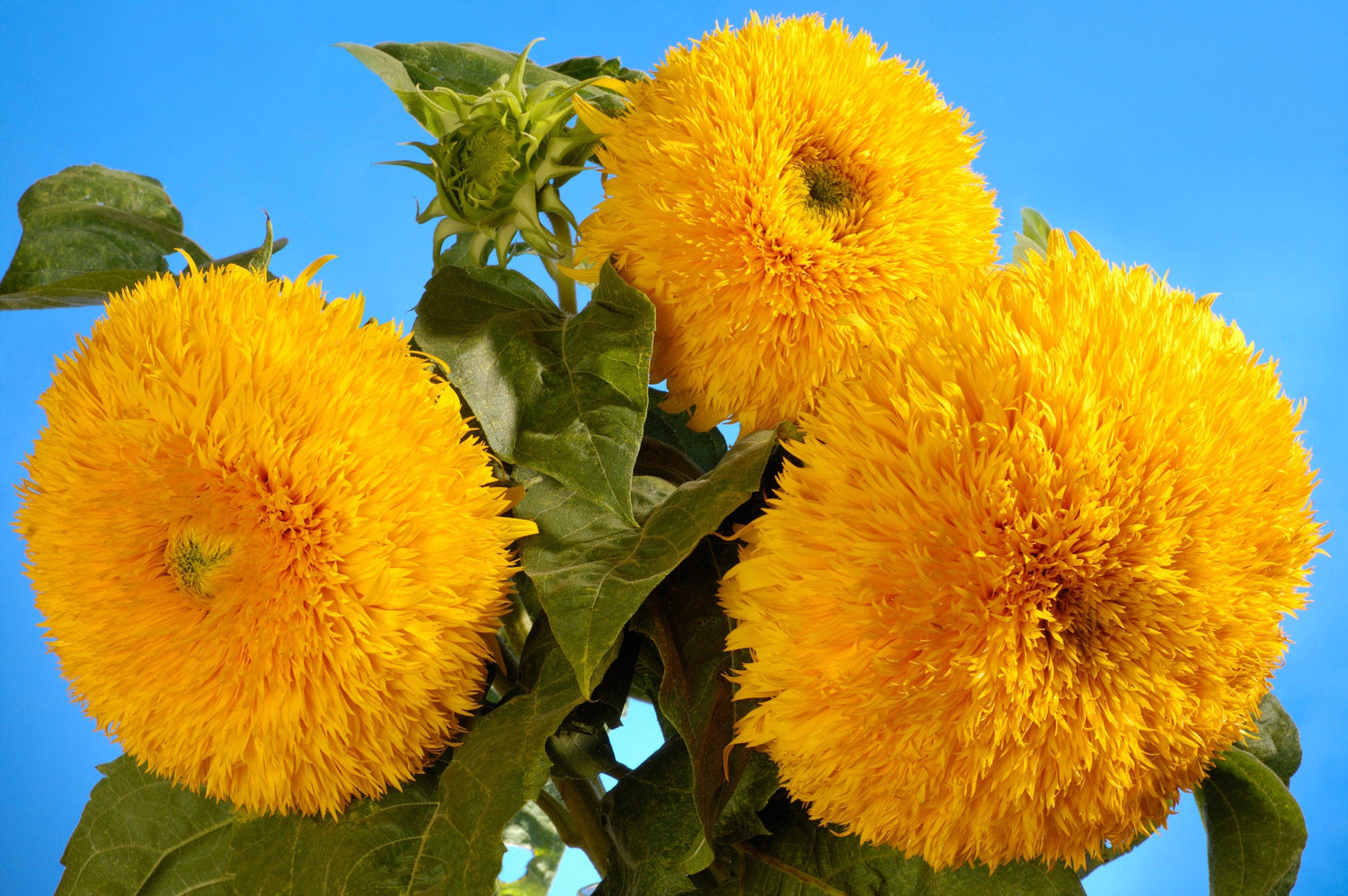 100 semillas de girasol doble enano Sungold Helianthus Annuus, tipo oso de peluche amarillo