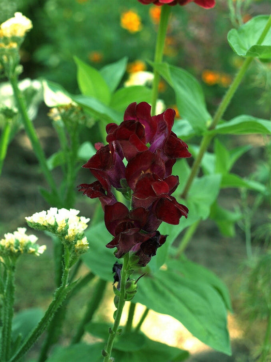 50 semillas orgánicas de Black Prince Boca de Dragón Antirrhinum Majus, flor de jardín gótica roja carmesí oscura