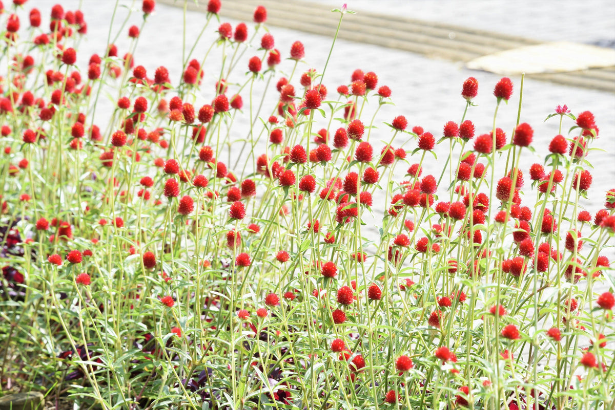50 STRAWBERRY FIELDS GOMPHRENA Haageana Rio Grande Globe Amaranth Scarlet Red Flower Seeds