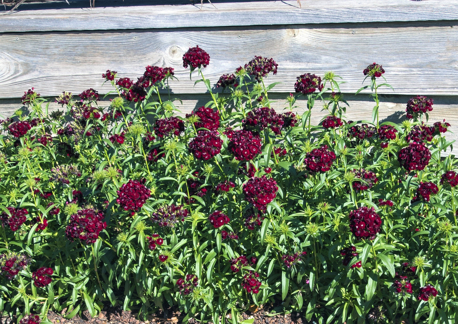 30 semillas de flor de clavel Barbatus color granate oscuro y rojo dulce
