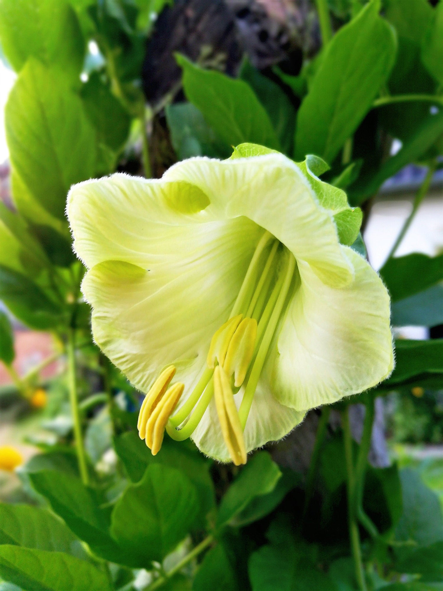 5 CAMPANAS DE CATEDRAL BLANCAS Taza y platillo de vid Cobaea Scandens Alba Semillas de flores de colibrí trepador