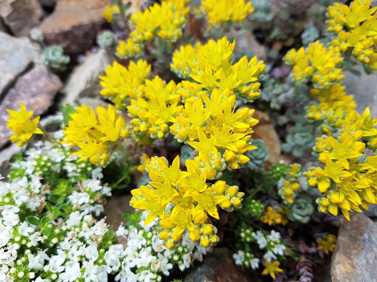 50 OREGON STONECROP Sedum Oreganum - Green Bronze Orange Red Succulent Foliage - Native Yellow Groundcover Flower Seeds