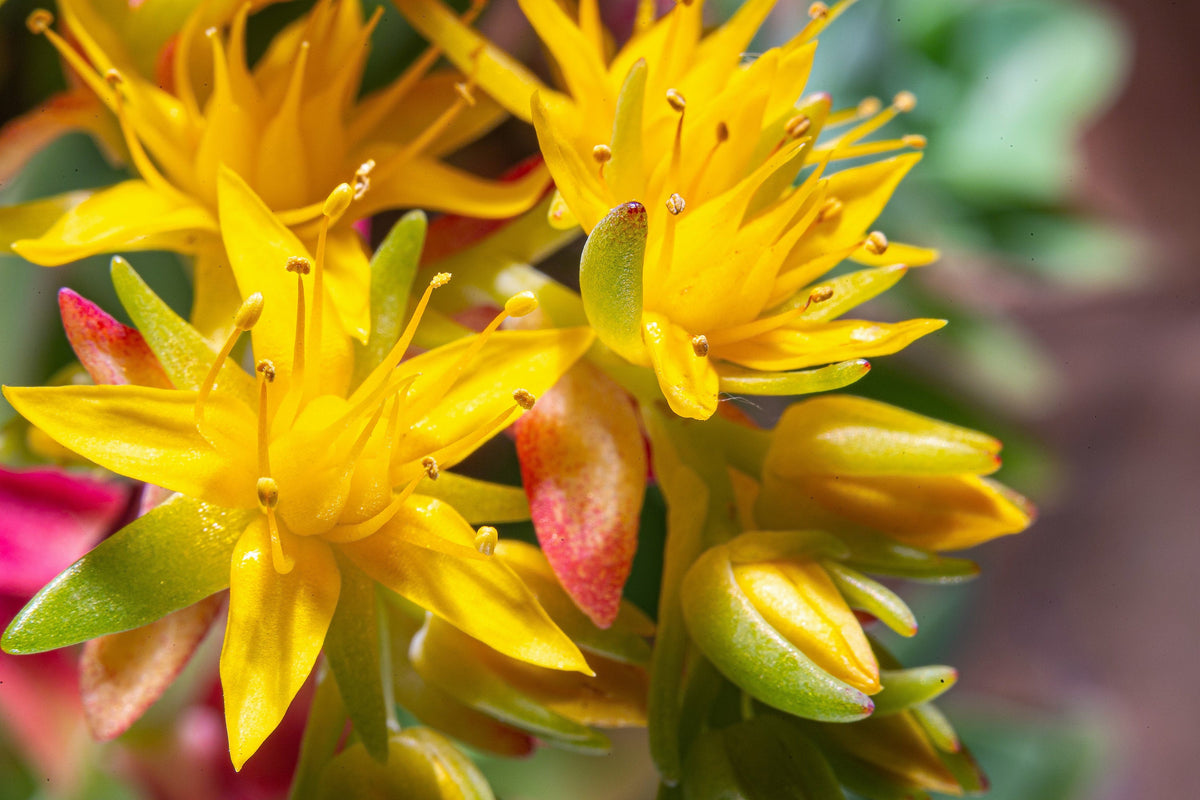 50 OREGON STONECROP Sedum Oreganum - Green Bronze Orange Red Succulent Foliage - Native Yellow Groundcover Flower Seeds
