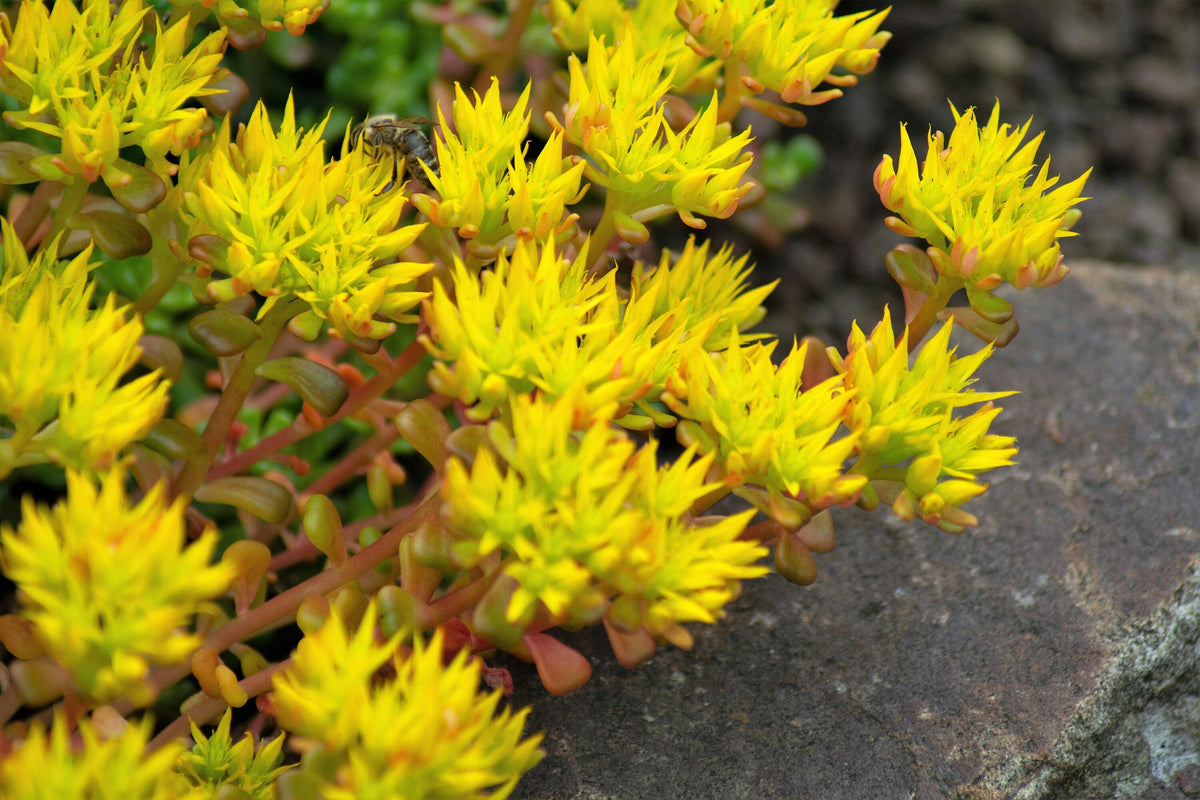 50 OREGON STONECROP Sedum Oreganum - Green Bronze Orange Red Succulent Foliage - Native Yellow Groundcover Flower Seeds
