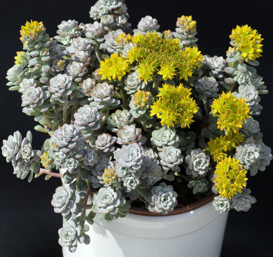 50 OREGON STONECROP Sedum Oreganum - Follaje suculento verde bronce naranja rojo - Semillas de flores nativas de cobertura del suelo amarillas