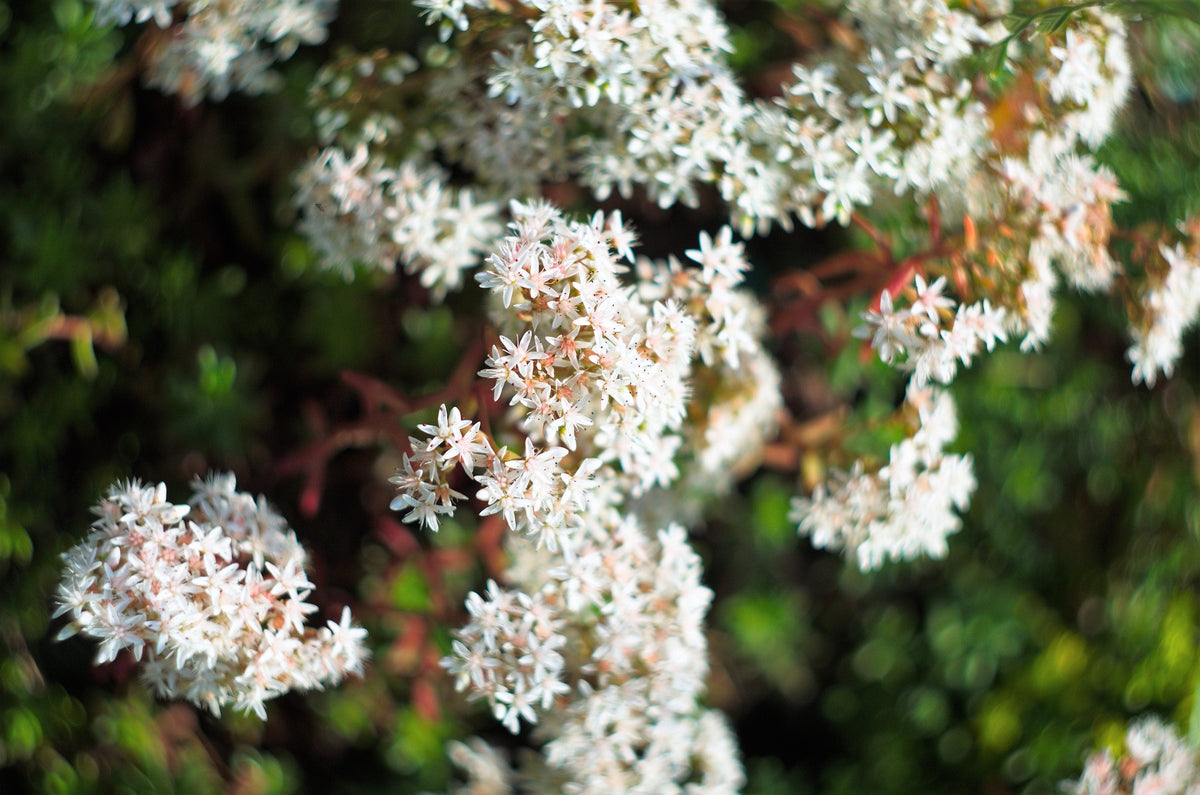 50 OKTOBERFEST SEDUM Acre Gold Moss Stonecrop Suculenta Cubierta Vegetal Semillas de Flores Blancas