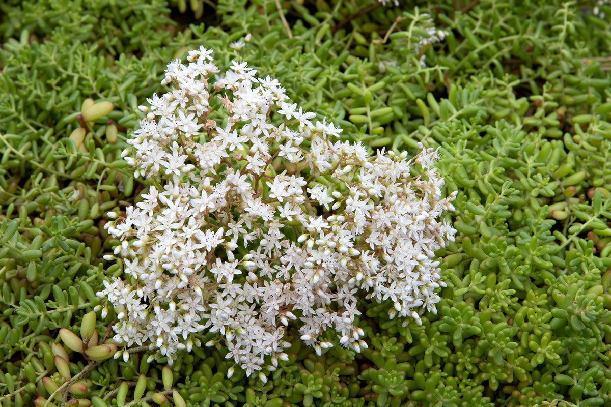 50 OKTOBERFEST SEDUM Acre Gold Moss Stonecrop Suculenta Cubierta Vegetal Semillas de Flores Blancas