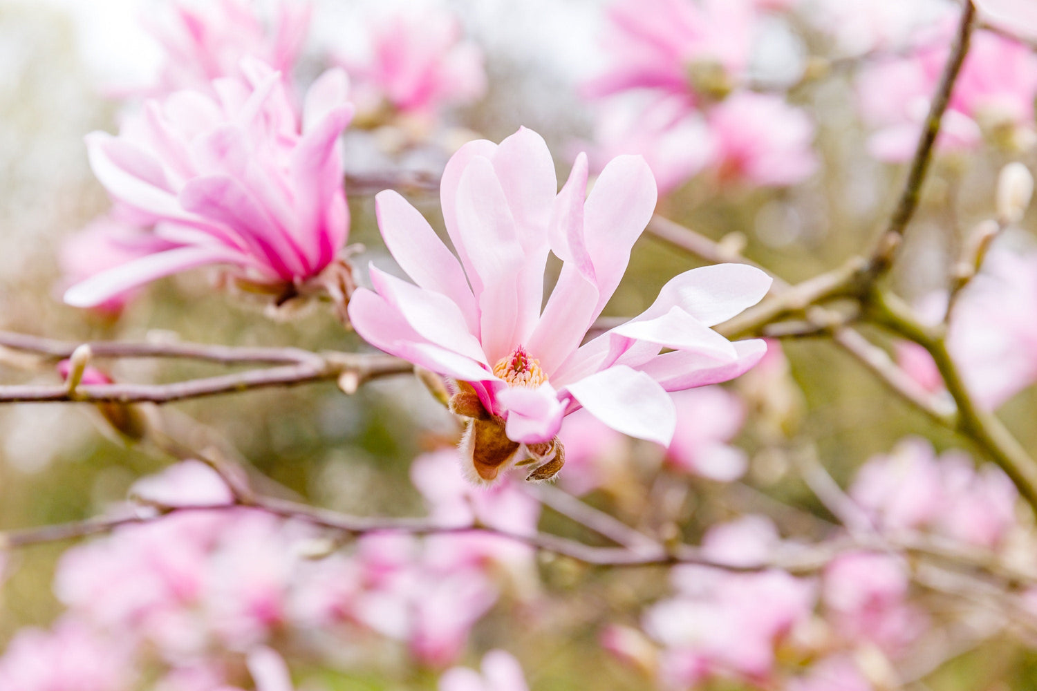 5 semillas de MAGNOLIA LOEBNER (árbol Loebneri), arbusto, cruce de M. Stellata y Kobus, flores enormes de color rosa y blanco fragantes de 3 a 5 pulgadas de ancho.
