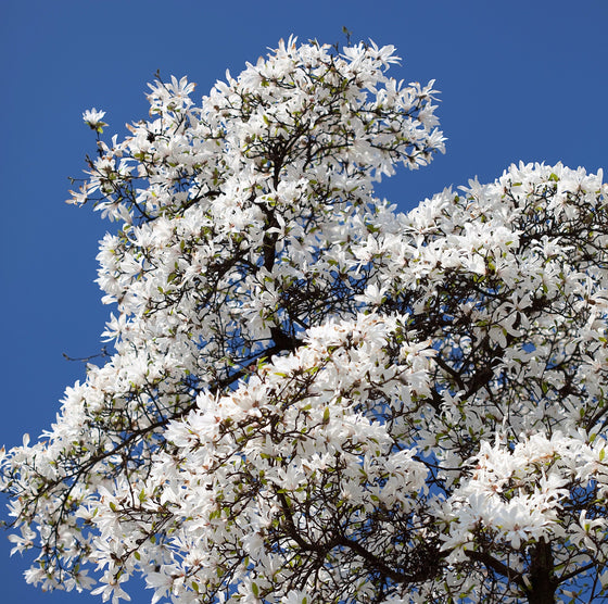 10 semillas de magnolia kobus (también conocida como magnolia japonesa o kobushi) de flores fragantes de color blanco y rosa de 4 pulgadas.