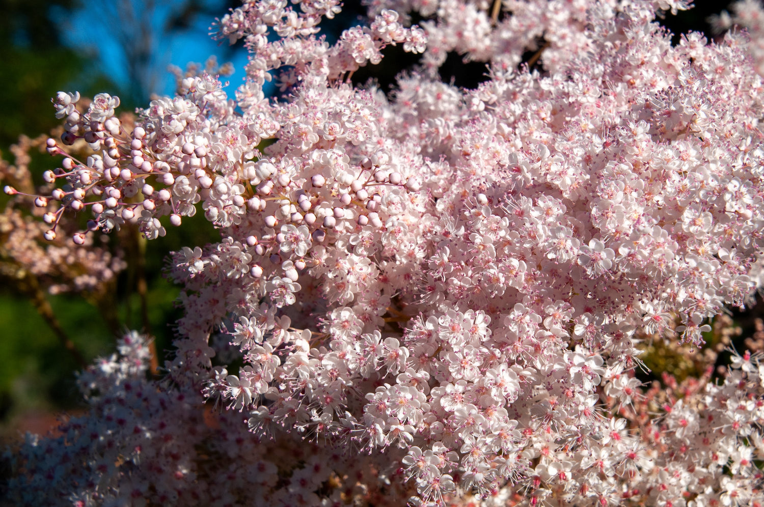 100 semillas de reina de los prados siberianos Filipendula Palmata, dulce de los prados, flores blancas y rosas