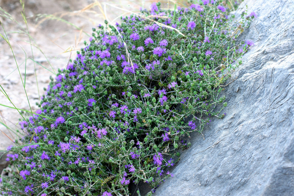 40 CONEHEAD THYME Thymus Capitatus syn. Thymbra Capitata Mediterranean aka Spanish Oregano Persian Hyssop Herb Purple Flower Seeds
