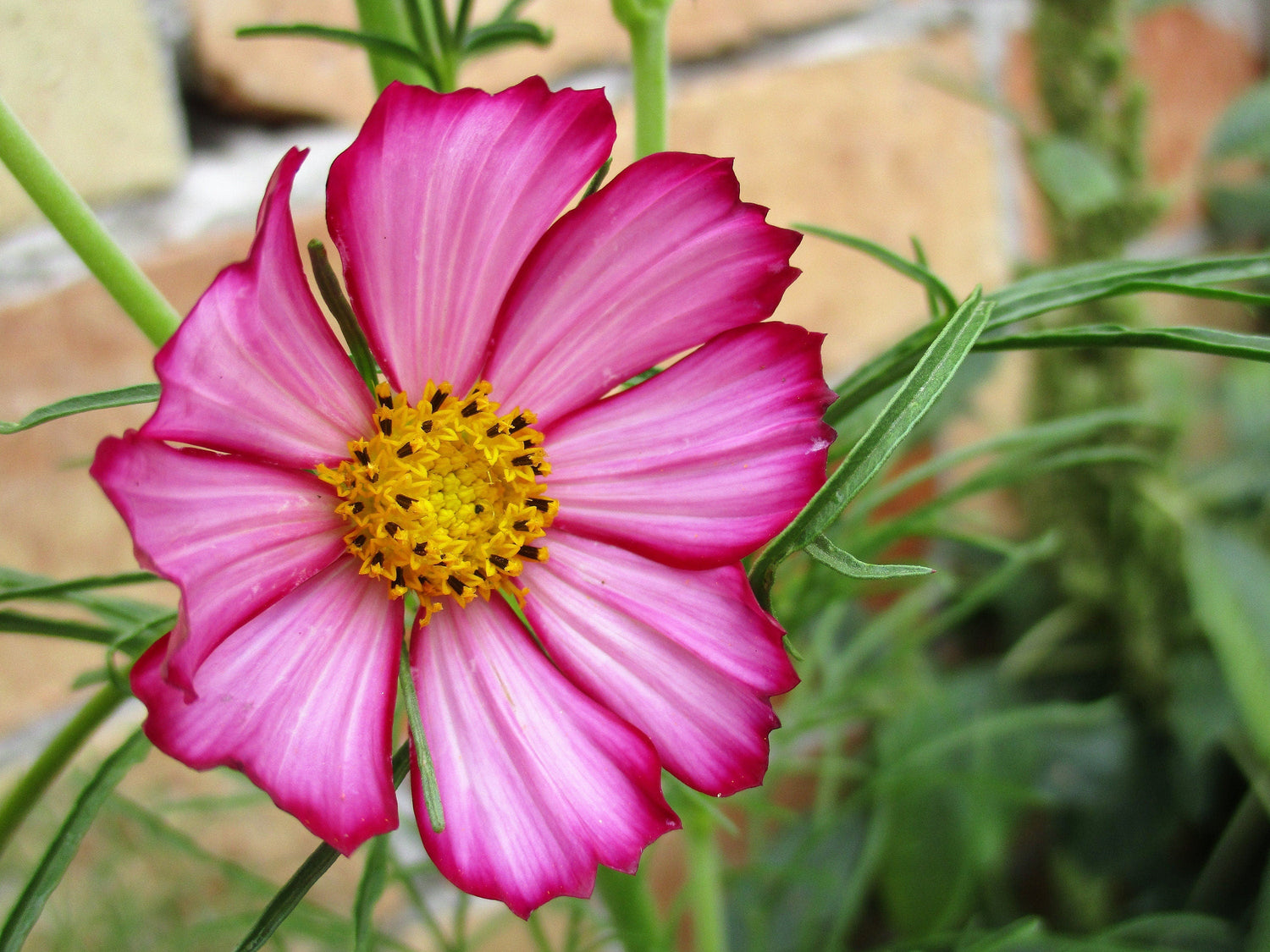 300 semillas de flores de rápido crecimiento PICOTEE COSMOS Bipinnatus de dos tonos blanco, rosa y magenta