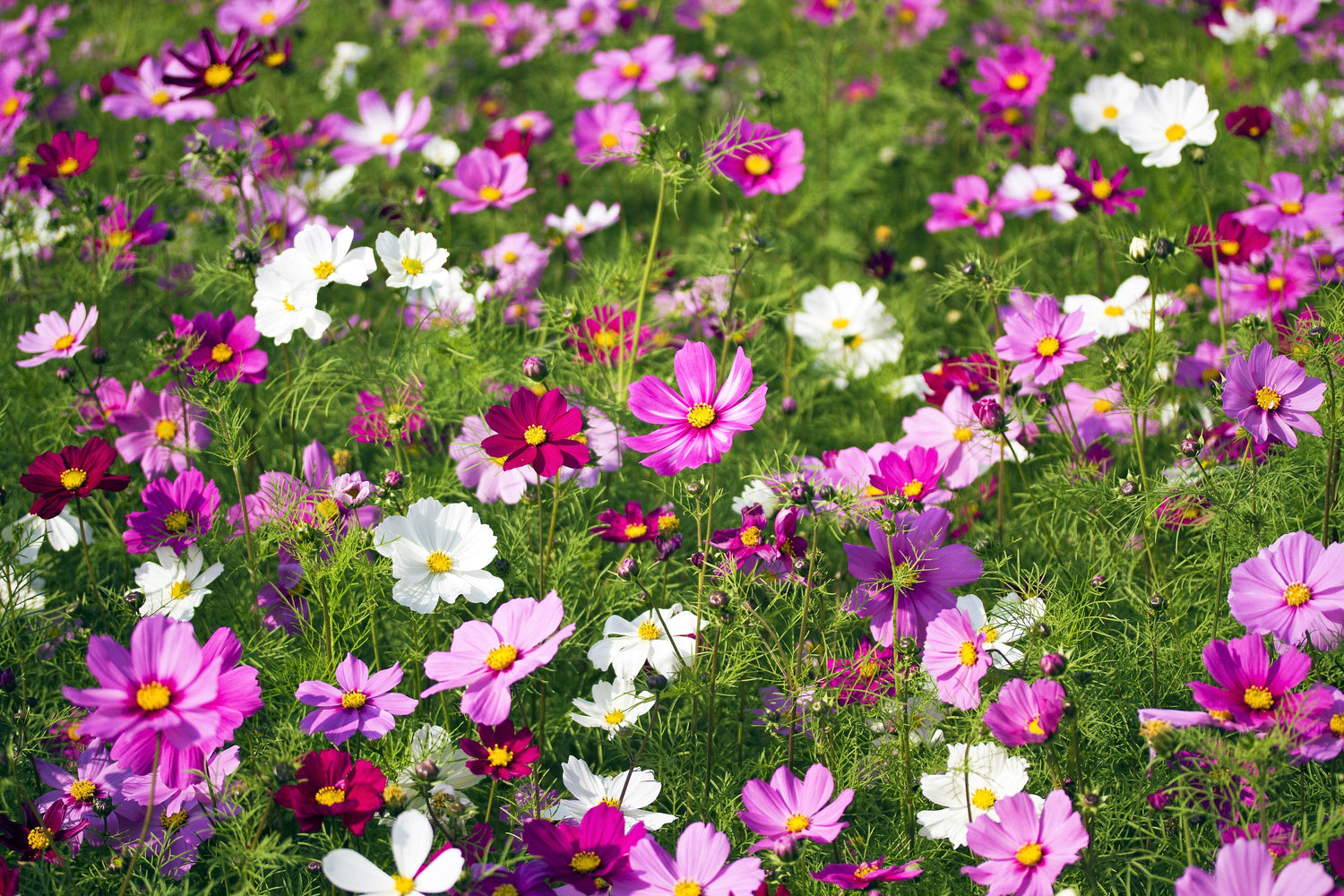 300 semillas de flores de rápido crecimiento de DWARF COSMOS Bipinnatus, de colores variados, rojas, rosas y blancas.