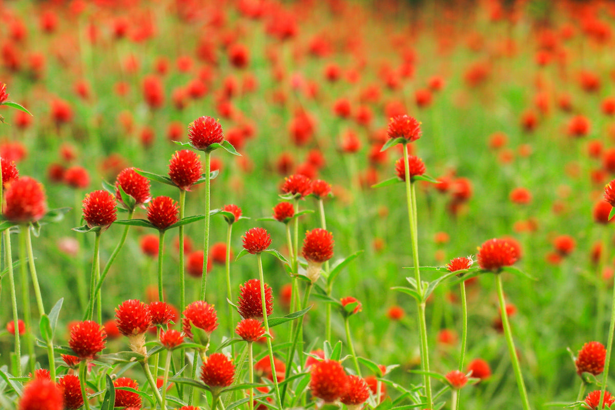 50 STRAWBERRY FIELDS GOMPHRENA Haageana Rio Grande Globe Amaranth Scarlet Red Flower Seeds