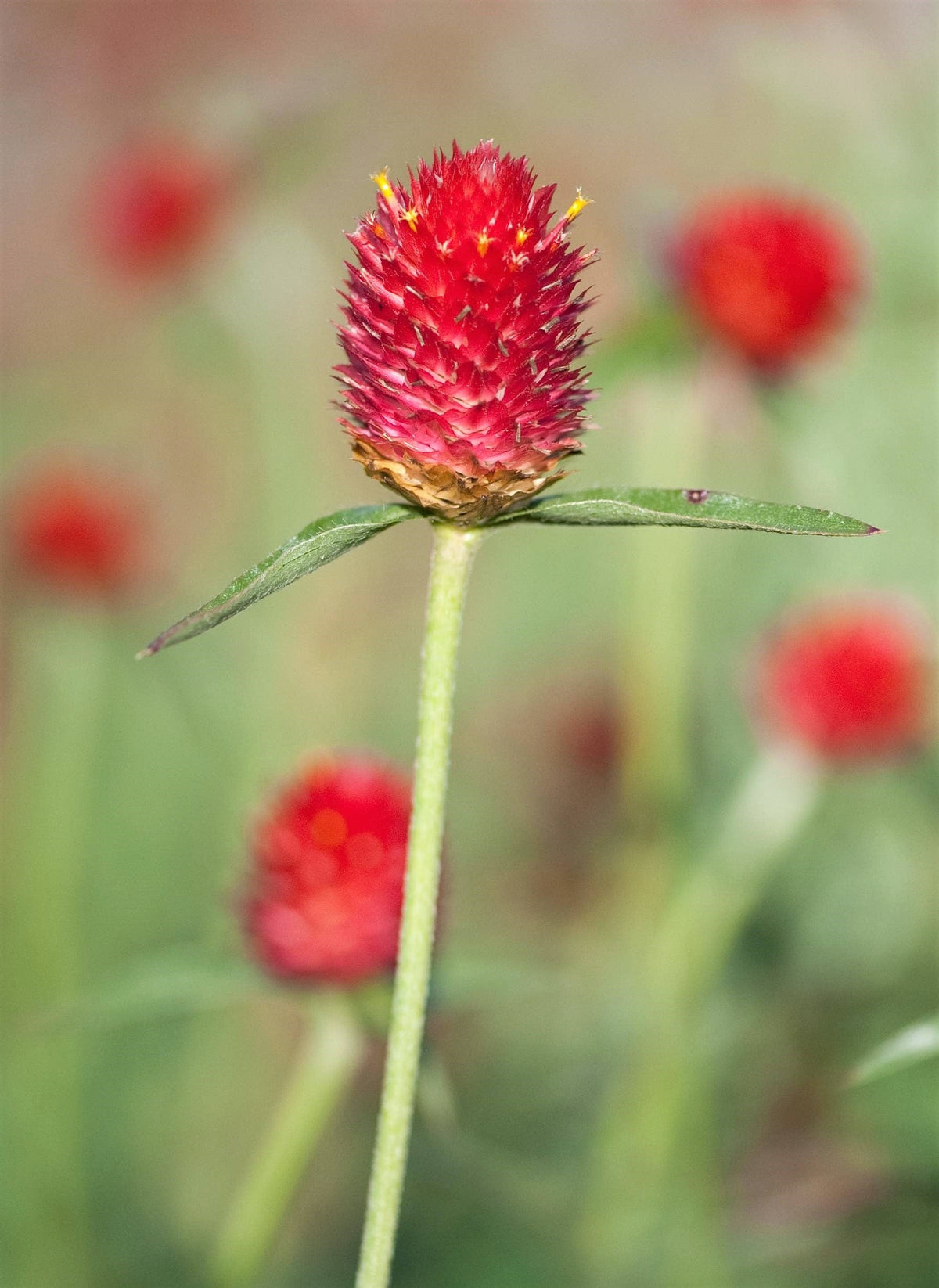 50 STRAWBERRY FIELDS GOMPHRENA Haageana Rio Grande Globe Amaranth Scarlet Red Flower Seeds